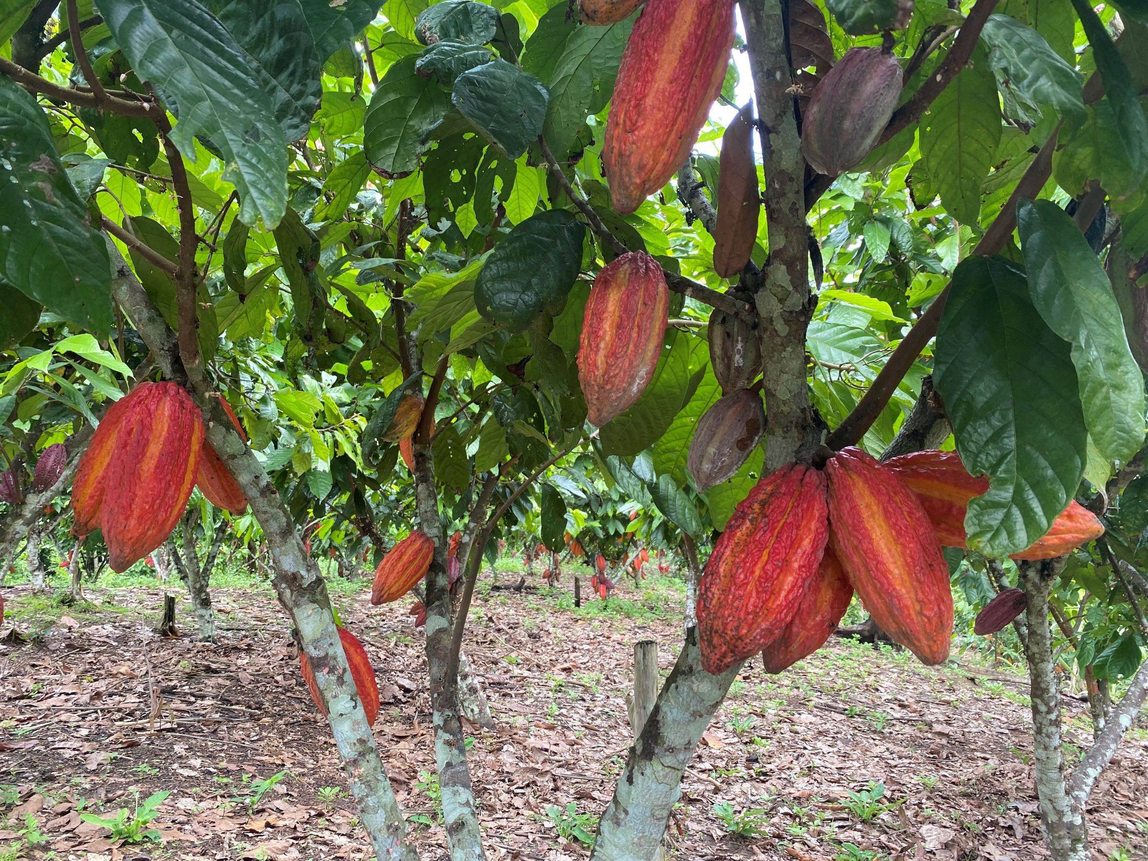 Green Guard Cocoa Farm